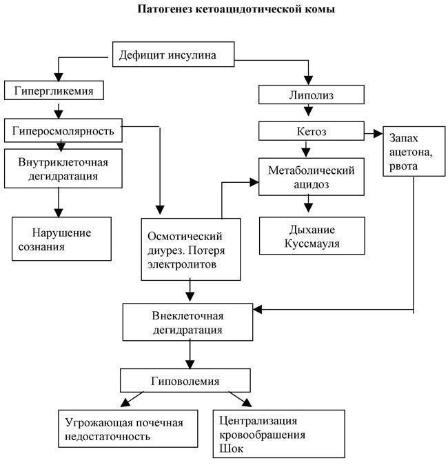 2 патогенез. Патогенез гипергликемической комы. Механизм развития сахарного диабета схема. Патогенез кетоацидотической комы. Патогенез развития кетоацидотической комы.